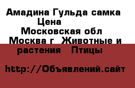 Амадина Гульда самка › Цена ­ 4 000 - Московская обл., Москва г. Животные и растения » Птицы   